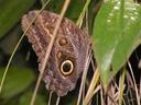 Great butterfly!